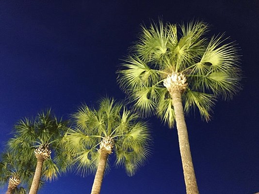 Palm trees line this River Oaks street, on a beautiful late-April evening in Houston.