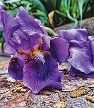 An iris in South Side