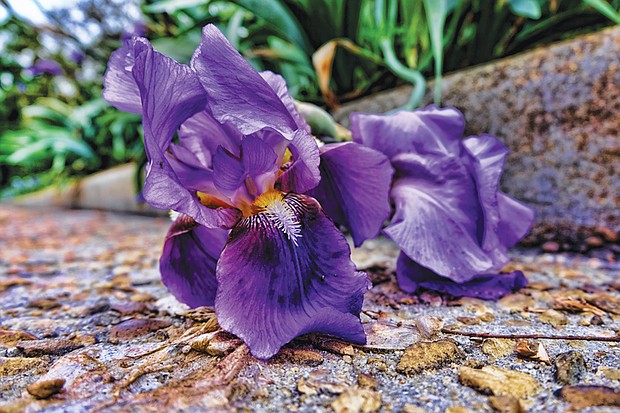 An iris in South Side