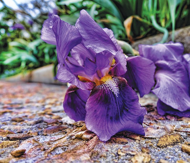 An iris in South Side