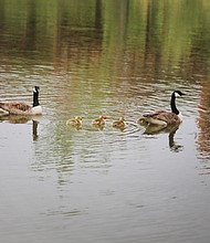 Family of geese in Kanawha Canal