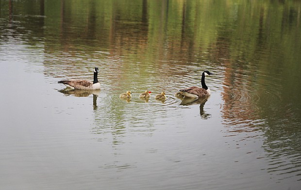 Family of geese in Kanawha Canal
