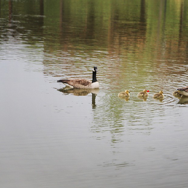 Family of geese in Kanawha Canal