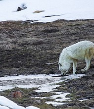 A $5,000 reward has been offered for information leading to the arrest of the gunman who mortally wounded a famous white wolf at Yellowstone National Park, the National Park Service announced.