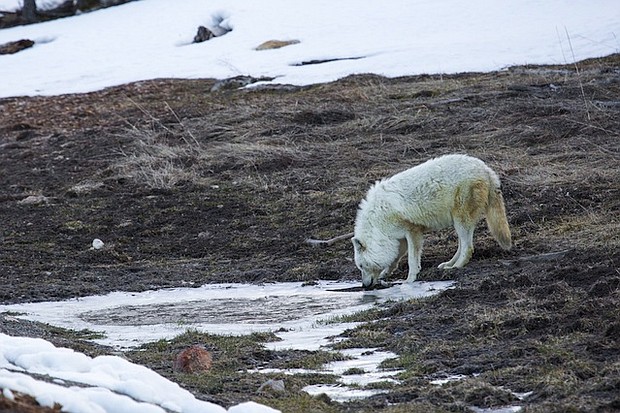 A $5,000 reward has been offered for information leading to the arrest of the gunman who mortally wounded a famous white wolf at Yellowstone National Park, the National Park Service announced.