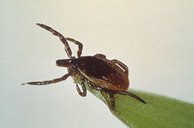 Governor Larry Hogan has proclaimed May Tick-borne Disease Awareness Month. Governor Larry Hogan has proclaimed May Tick-borne Disease Awareness Month.