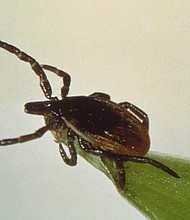 If a tick is not removed within 36 to 48 hours, antibiotic treatment should be received.