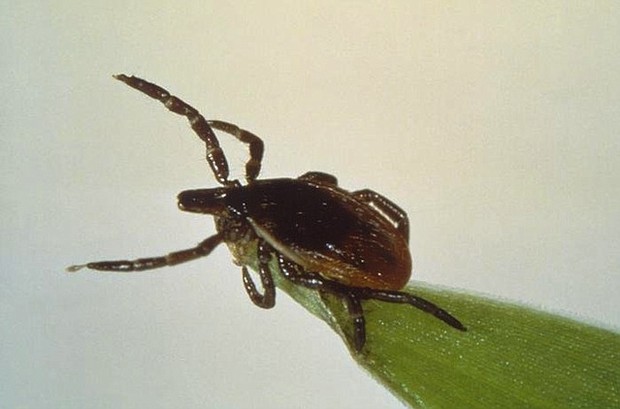 If a tick is not removed within 36 to 48 hours, antibiotic treatment should be received.