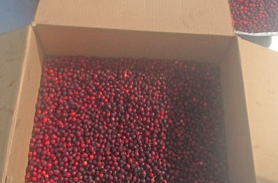 The Baltimore Orchard Project is hosting its third annual Mulberry Madness Festival this month by hosting mulberry harvests around the ... The Baltimore Orchard Project is hosting its third annual Mulberry Madness Festival this month by hosting mulberry harvests around the ...