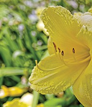 Daylily in the East End