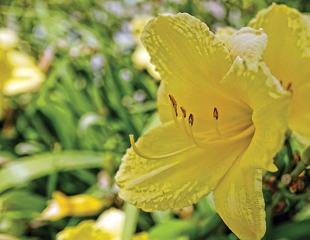 Daylily in the East End