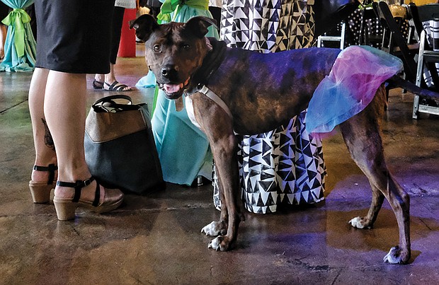 Pet benefit //
People and their furry friends enjoy FETCH a CURE’s 10th Annual Pets on Parade Benefit & Auction last Friday at Plant Zero in South Side. The charity auction raises money for the organization’s mission to further pet cancer awareness, education and treatment. The group also provides financial assistance to help families pay for life-saving treatments for pets diagnosed with cancer. Above, April, a pitbull mix, dressed in a colorful tutu for the occasion.