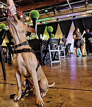 Pet benefit // Bowie gets a treat from his human handler, Brenda Gentry, as the event starts. 
