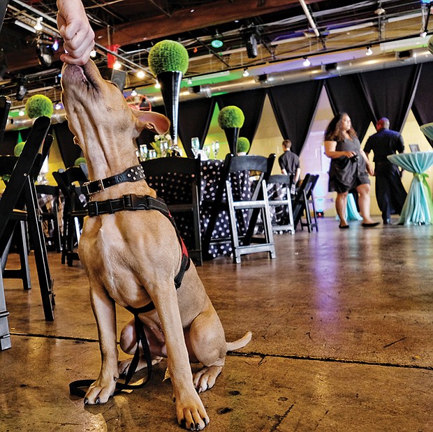 Pet benefit // Bowie gets a treat from his human handler, Brenda Gentry, as the event starts. 
