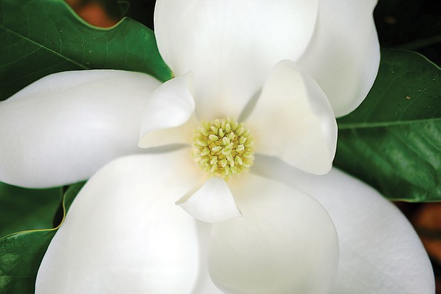 Magnolia blossom in North Side