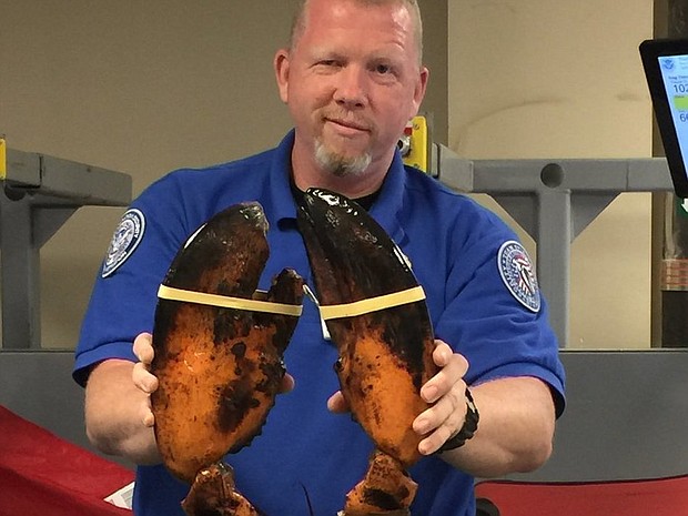 TSA agent with live lobster