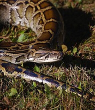 In the US, the Centers for Disease Control and Prevention estimates that 7,000 to 8,000 people are bit by venomous snakes each year and about five of those people die.