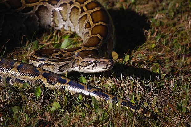 	In the US, the Centers for Disease Control and Prevention estimates that 7,000 to 8,000 people are bit by venomous snakes each year and about five of those people die.