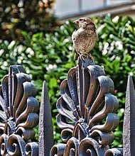 Finch on fence Downtown