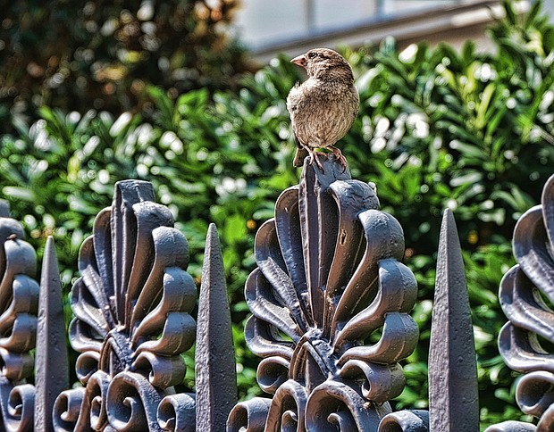 Finch on fence Downtown