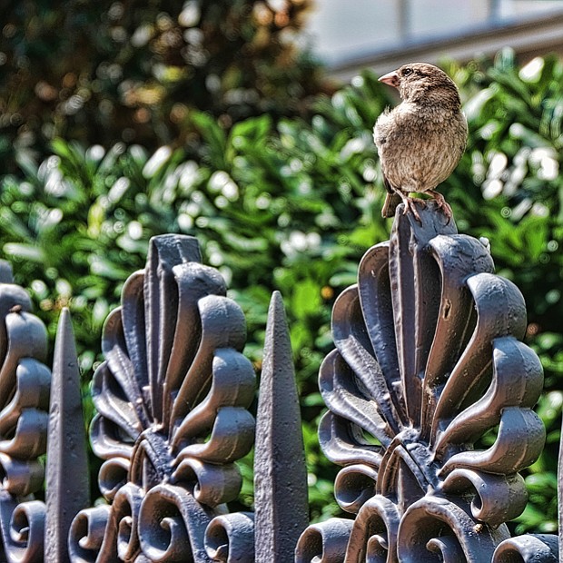 Finch on fence Downtown