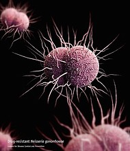 	Neisseria Gonorrhoeae Bacteria