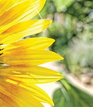 Sunflower in west end