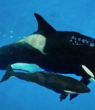 Kyara, a 3-month-old killer whale calf at SeaWorld San Antonio, and the last one born in captivity at one of the company's parks, has died, according to a press release from the company. Kyara and Takara are pictured here.