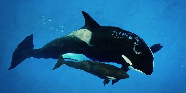 	Kyara, a 3-month-old killer whale calf at SeaWorld San Antonio, and the last one born in captivity at one of the company's parks, has died, according to a press release from the company. Kyara and Takara are pictured here.