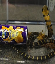 The discovery of three deadly king cobras in potato chip cans led to the arrest of Rodrigo Franco, a Southern California man, on suspicion of illegally importing the snakes and other reptiles, according to a news release from the Los Angeles District Attorney's Office.