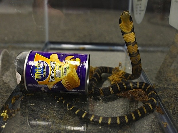 The discovery of three deadly king cobras in potato chip cans led to the arrest of Rodrigo Franco, a Southern California man, on suspicion of illegally importing the snakes and other reptiles, according to a news release from the Los Angeles District Attorney's Office.
