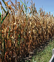 Sun-baked cornfield in Eastern Henrico