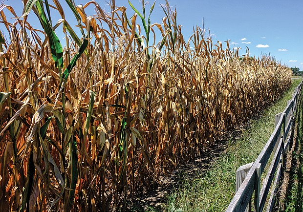 Sun-baked cornfield in Eastern Henrico