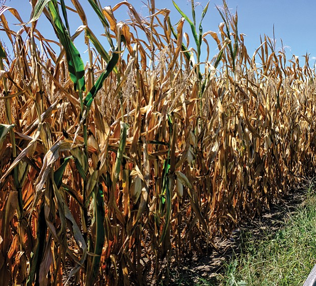 Sun-baked cornfield in Eastern Henrico