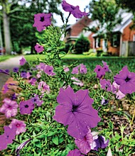 Pretty petunias in the West End