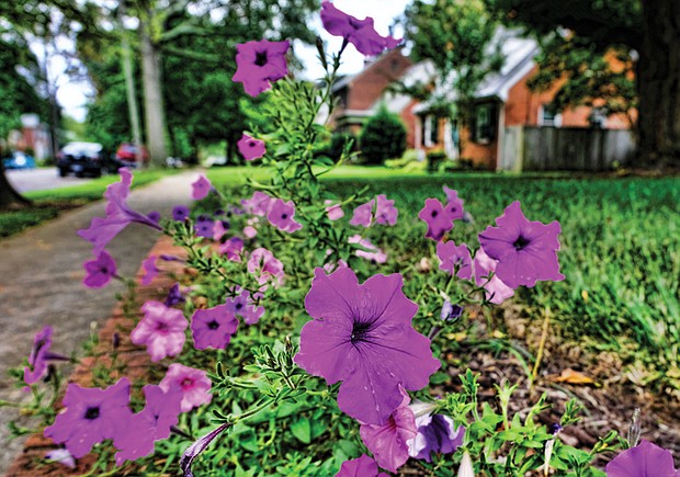 Pretty petunias in the West End