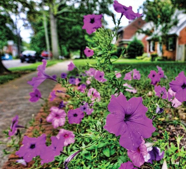 Pretty petunias in the West End