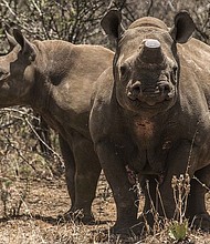 Two rare black rhinos, one with its horn removed as an anti-poaching measure, graze at one of Hume's ranches in 2015.