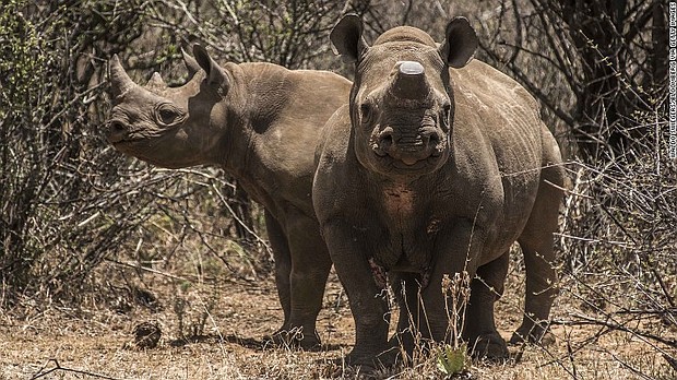 Two rare black rhinos, one with its horn removed as an anti-poaching measure, graze at one of Hume's ranches in 2015.