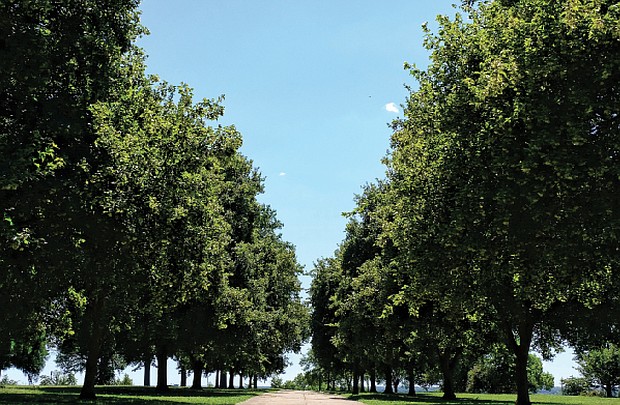 Tree-lined path at Chimborazo Park