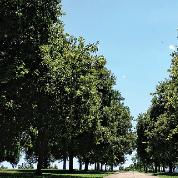Tree-lined path at Chimborazo Park