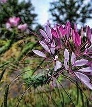 Allium blossoms in North Side