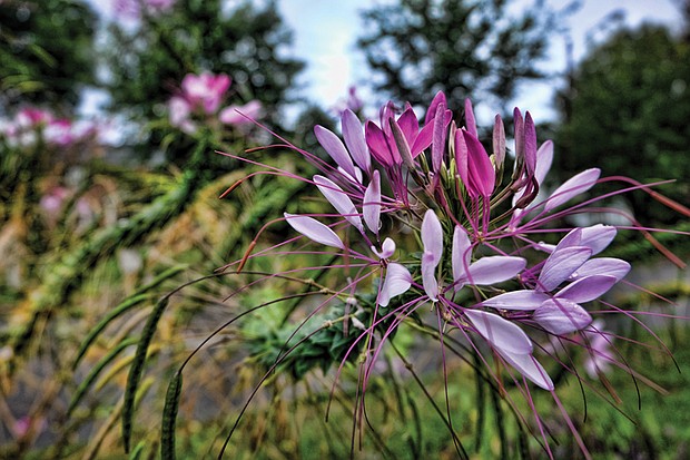 Allium blossoms in North Side