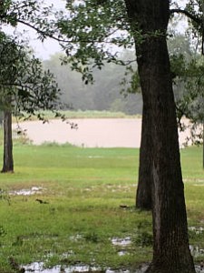 Unlike people and animals, plants can’t evacuate when threatening weather approaches, and long tenures in flood waters can take a …