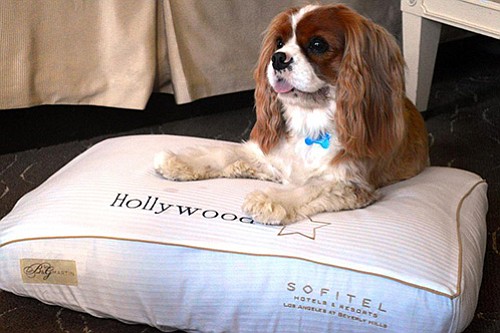 Sofitel Los Angeles at Beverly Hills is delighted to announce the creation of their exclusive Very Important Pet (VIP) package …