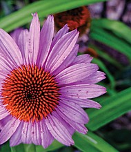 Cone flower in North Side //