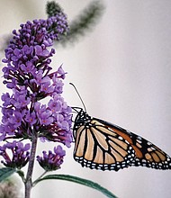 Monarch feasts on butterfly bush in West End