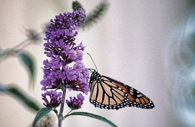 Monarch feasts on butterfly bush in West End