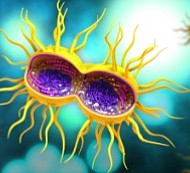 Research raises hopes for gonorrhea vaccine