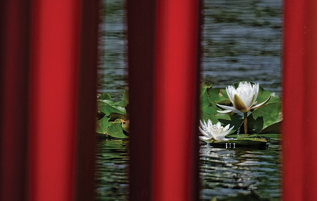 Red reeds and lily pads in Museum District